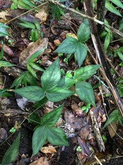 Desmodium axillare