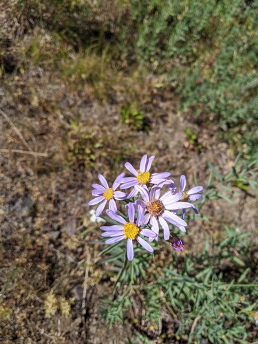Klickitat aster (Eucephalus glaucescens)