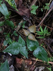 Desmodium wydlerianum