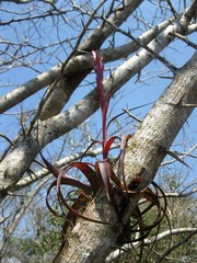 Tillandsia polystachia