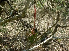 Tillandsia polystachia