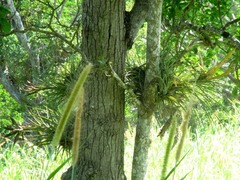 Tillandsia flavobracteata