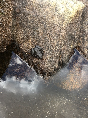 iNaturalist observation photo of Sierra Nevada Yellow-legged Frog