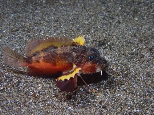Painted stinger (Minous pictus) — Synanceiidae — 2