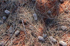 Allocasuarina decaisneana