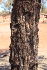 Allocasuarina decaisneana