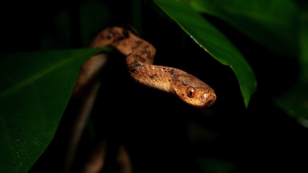 Chinese Slug Snake