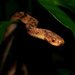 Chinese Slug Snake - Photo (c) Edward, some rights reserved (CC BY-NC), uploaded by Edward