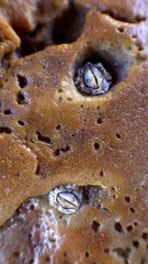 Chthamalus antennatus