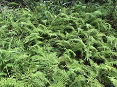 Amauropelta beddomei