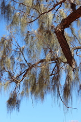 Allocasuarina decaisneana