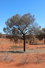 Allocasuarina decaisneana