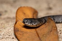 Pareas margaritophorus