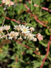 Holodiscus discolor glabrescens