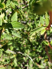 Holodiscus discolor glabrescens