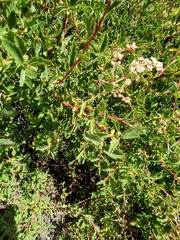 Holodiscus discolor glabrescens