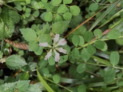 Astragalus nokoensis