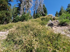 Holodiscus discolor glabrescens