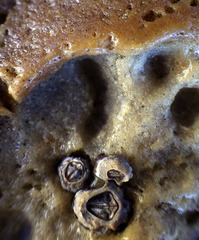 Chthamalus antennatus