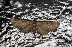 Eupithecia inturbata
