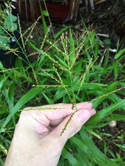 Urochloa fusca