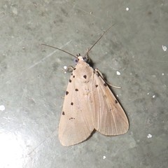 Sommeria insulana