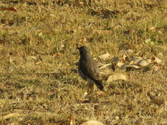 Turdus litsitsirupa