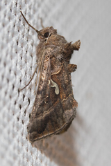 Autographa mandarina