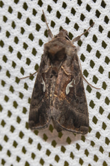 Autographa mandarina