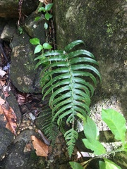 Blechnum occidentale