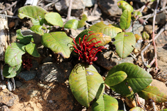 Grevillea laurifolia