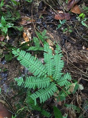 Adiantum tetraphyllum