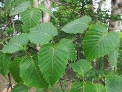 Betula ermanii