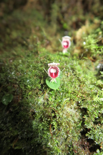Corybas carinatus observed 2019-05-13