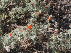 Sphaeralcea coccinea