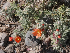 Sphaeralcea coccinea