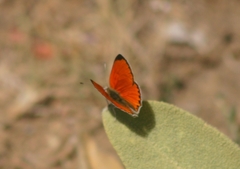 Lycaena thetis