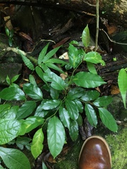Casearia sylvestris