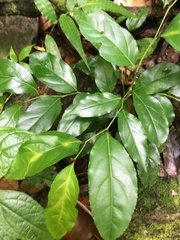 Casearia sylvestris