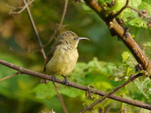 Tiny Sunbird illustration