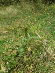 Prunella vulgaris