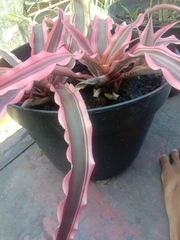 Cryptanthus acaulis