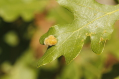 Aceria trichophila