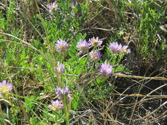 Astragalus laxmannii robustior