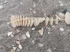 Sinistrofulgur perversum