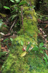 Cryptostylis arachnites