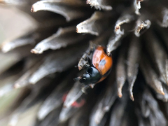 Brumoides septentrionis