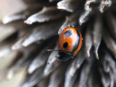 Brumoides septentrionis