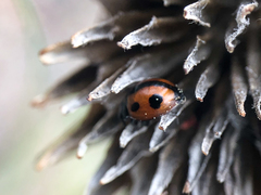 Brumoides septentrionis