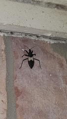 Microtomus luctuosus